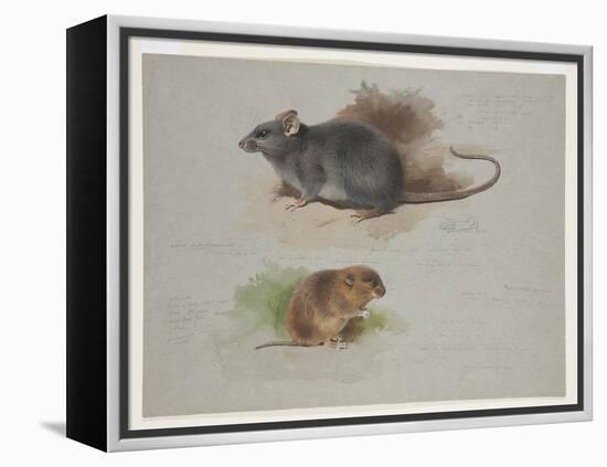 Black Rat and Orkney Vole, C.1915 (W/C & Bodycolour over Pencil on Paper)-Archibald Thorburn-Framed Premier Image Canvas