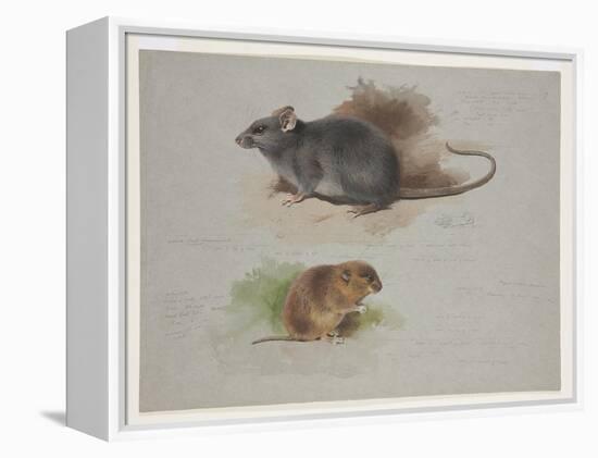 Black Rat and Orkney Vole, C.1915 (W/C & Bodycolour over Pencil on Paper)-Archibald Thorburn-Framed Premier Image Canvas