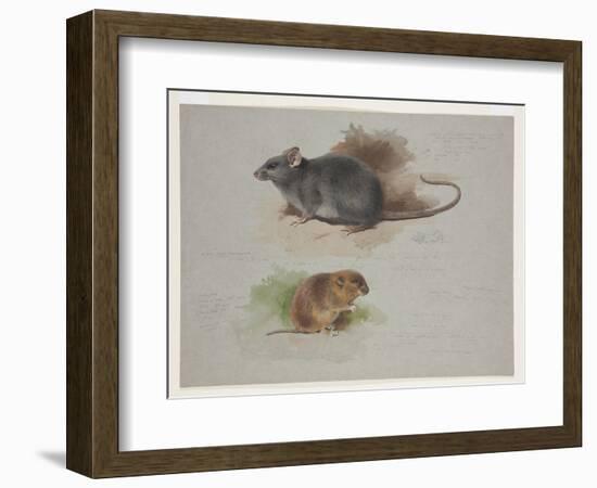 Black Rat and Orkney Vole, C.1915 (W/C & Bodycolour over Pencil on Paper)-Archibald Thorburn-Framed Giclee Print