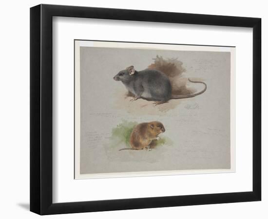 Black Rat and Orkney Vole, C.1915 (W/C & Bodycolour over Pencil on Paper)-Archibald Thorburn-Framed Giclee Print