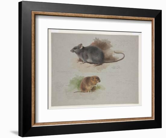 Black Rat and Orkney Vole, C.1915 (W/C & Bodycolour over Pencil on Paper)-Archibald Thorburn-Framed Giclee Print