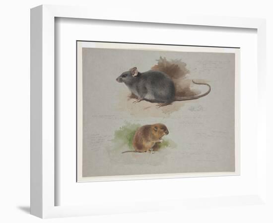 Black Rat and Orkney Vole, C.1915 (W/C & Bodycolour over Pencil on Paper)-Archibald Thorburn-Framed Giclee Print