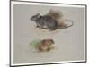 Black Rat and Orkney Vole, C.1915 (W/C & Bodycolour over Pencil on Paper)-Archibald Thorburn-Mounted Giclee Print