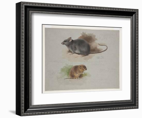 Black Rat and Orkney Vole, C.1915 (W/C & Bodycolour over Pencil on Paper)-Archibald Thorburn-Framed Giclee Print