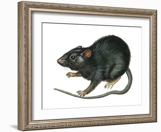 Black Rat (Rattus Rattus), Mammals-Encyclopaedia Britannica-Framed Art Print