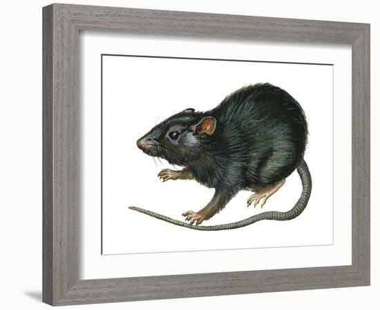 Black Rat (Rattus Rattus), Mammals-Encyclopaedia Britannica-Framed Art Print