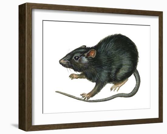 Black Rat (Rattus Rattus), Mammals-Encyclopaedia Britannica-Framed Art Print