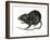 Black Rat (Rattus Rattus), Mammals-Encyclopaedia Britannica-Framed Art Print