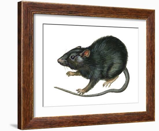 Black Rat (Rattus Rattus), Mammals-Encyclopaedia Britannica-Framed Art Print