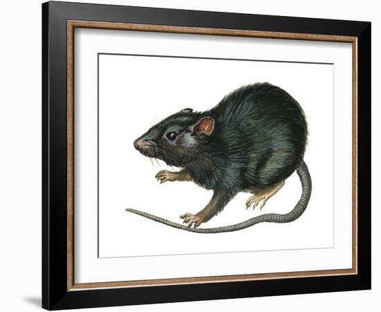 Black Rat (Rattus Rattus), Mammals-Encyclopaedia Britannica-Framed Art Print