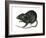 Black Rat (Rattus Rattus), Mammals-Encyclopaedia Britannica-Framed Art Print