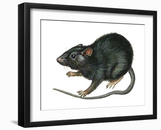 Black Rat (Rattus Rattus), Mammals-Encyclopaedia Britannica-Framed Art Print