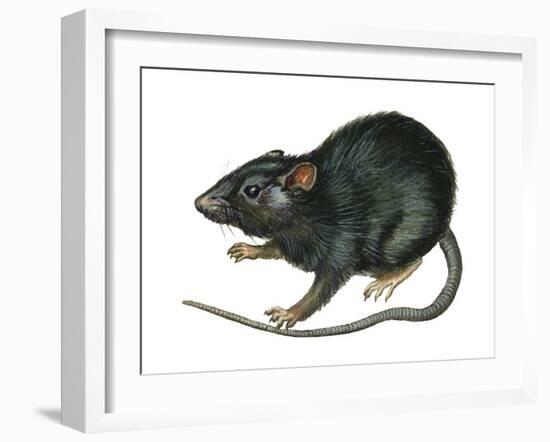 Black Rat (Rattus Rattus), Mammals-Encyclopaedia Britannica-Framed Art Print