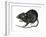 Black Rat (Rattus Rattus), Mammals-Encyclopaedia Britannica-Framed Art Print