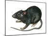 Black Rat (Rattus Rattus), Mammals-Encyclopaedia Britannica-Mounted Art Print