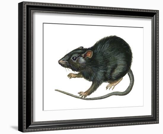 Black Rat (Rattus Rattus), Mammals-Encyclopaedia Britannica-Framed Art Print