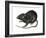 Black Rat (Rattus Rattus), Mammals-Encyclopaedia Britannica-Framed Art Print