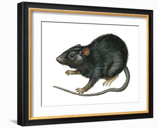 Black Rat (Rattus Rattus), Mammals-Encyclopaedia Britannica-Framed Art Print