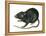 Black Rat (Rattus Rattus), Mammals-Encyclopaedia Britannica-Framed Stretched Canvas