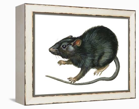 Black Rat (Rattus Rattus), Mammals-Encyclopaedia Britannica-Framed Stretched Canvas