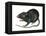 Black Rat (Rattus Rattus), Mammals-Encyclopaedia Britannica-Framed Stretched Canvas