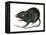 Black Rat (Rattus Rattus), Mammals-Encyclopaedia Britannica-Framed Stretched Canvas