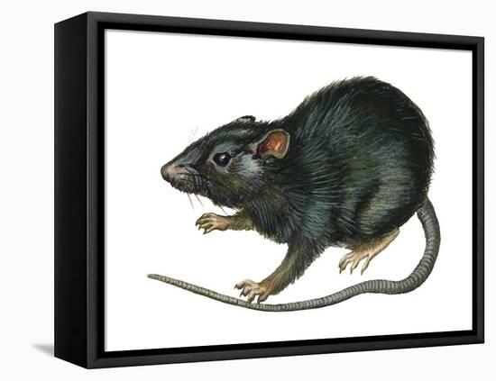 Black Rat (Rattus Rattus), Mammals-Encyclopaedia Britannica-Framed Stretched Canvas