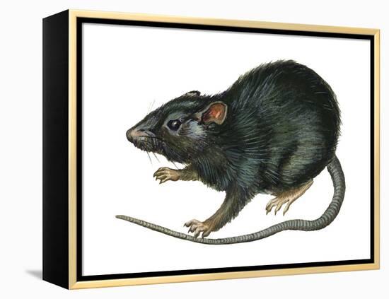 Black Rat (Rattus Rattus), Mammals-Encyclopaedia Britannica-Framed Stretched Canvas