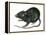 Black Rat (Rattus Rattus), Mammals-Encyclopaedia Britannica-Framed Stretched Canvas