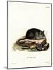 Black Rat-null-Mounted Giclee Print