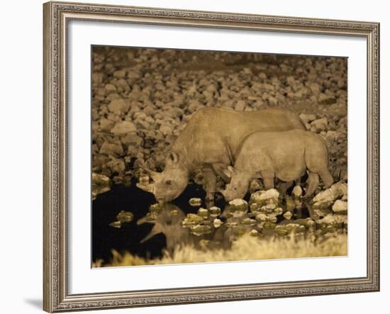 Black Rhino, Cow and Calf, Drinking at Night, Okaukuejo Waterhole-Ann & Steve Toon-Framed Photographic Print