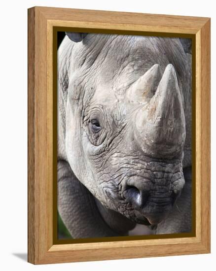 Black Rhino (Diceros Bicornis), Captive, Native to Africa-Ann & Steve Toon-Framed Premier Image Canvas