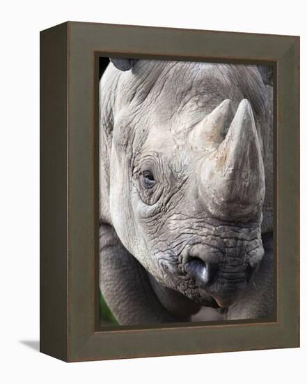 Black Rhino (Diceros Bicornis), Captive, Native to Africa-Ann & Steve Toon-Framed Premier Image Canvas