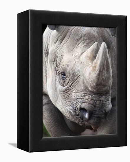 Black Rhino (Diceros Bicornis), Captive, Native to Africa-Ann & Steve Toon-Framed Premier Image Canvas