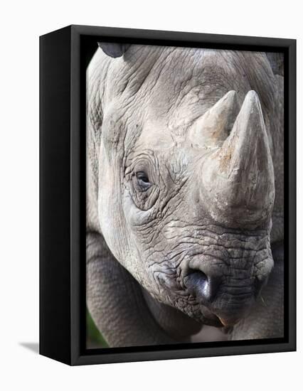 Black Rhino (Diceros Bicornis), Captive, Native to Africa-Ann & Steve Toon-Framed Premier Image Canvas