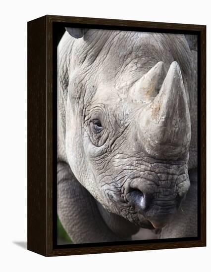 Black Rhino (Diceros Bicornis), Captive, Native to Africa-Ann & Steve Toon-Framed Premier Image Canvas