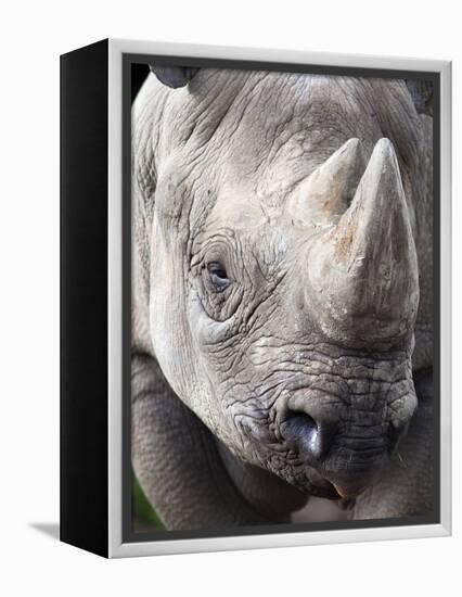 Black Rhino (Diceros Bicornis), Captive, Native to Africa-Ann & Steve Toon-Framed Premier Image Canvas