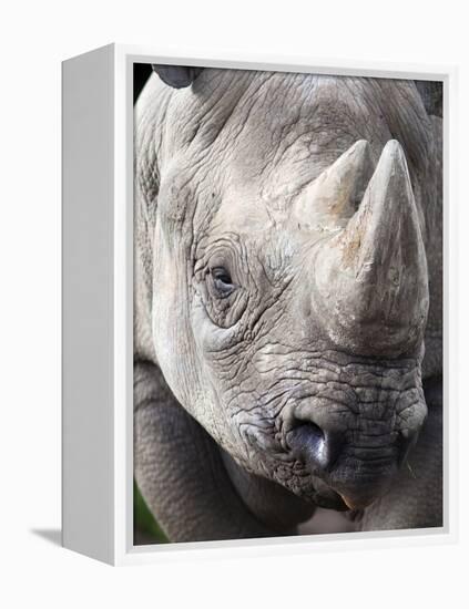 Black Rhino (Diceros Bicornis), Captive, Native to Africa-Ann & Steve Toon-Framed Premier Image Canvas