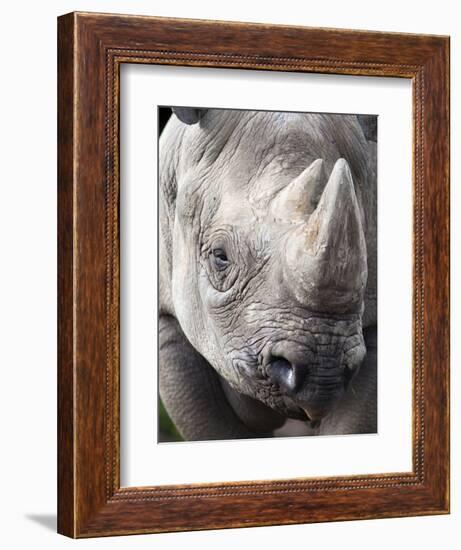 Black Rhino (Diceros Bicornis), Captive, Native to Africa-Ann & Steve Toon-Framed Photographic Print