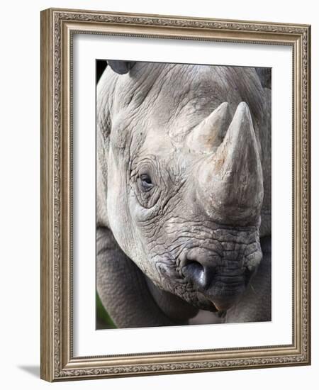 Black Rhino (Diceros Bicornis), Captive, Native to Africa-Ann & Steve Toon-Framed Photographic Print