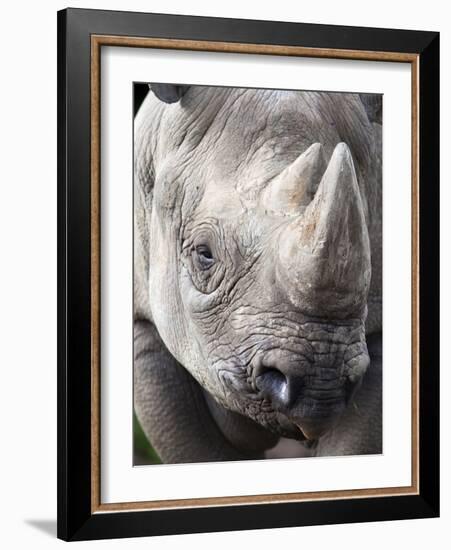 Black Rhino (Diceros Bicornis), Captive, Native to Africa-Ann & Steve Toon-Framed Photographic Print