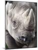 Black Rhino (Diceros Bicornis), Captive, Native to Africa-Ann & Steve Toon-Mounted Photographic Print