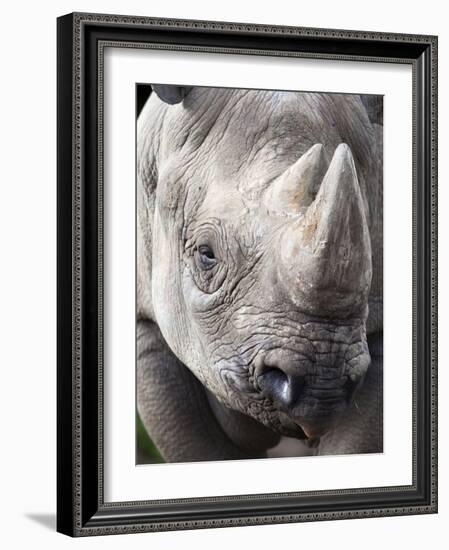 Black Rhino (Diceros Bicornis), Captive, Native to Africa-Ann & Steve Toon-Framed Photographic Print