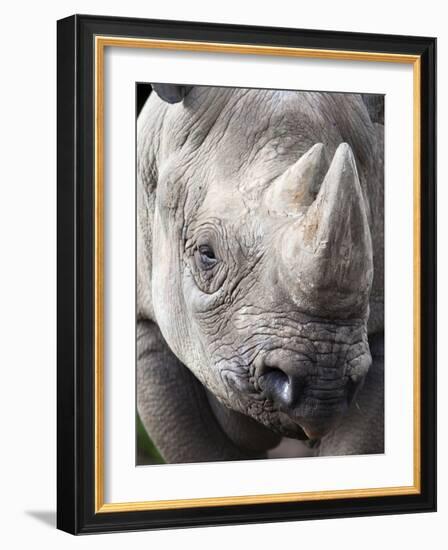 Black Rhino (Diceros Bicornis), Captive, Native to Africa-Ann & Steve Toon-Framed Photographic Print