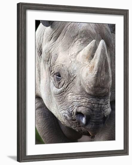 Black Rhino (Diceros Bicornis), Captive, Native to Africa-Ann & Steve Toon-Framed Photographic Print