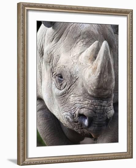 Black Rhino (Diceros Bicornis), Captive, Native to Africa-Ann & Steve Toon-Framed Photographic Print