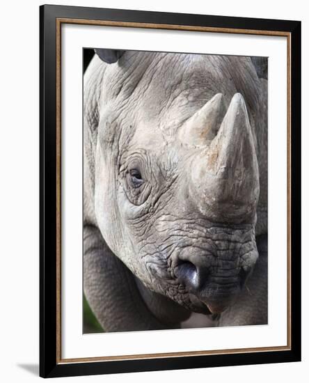 Black Rhino (Diceros Bicornis), Captive, Native to Africa-Ann & Steve Toon-Framed Photographic Print