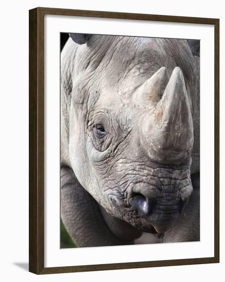 Black Rhino (Diceros Bicornis), Captive, Native to Africa-Ann & Steve Toon-Framed Photographic Print