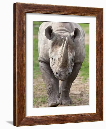 Black Rhino (Diceros Bicornis), Captive, Native to Africa-Ann & Steve Toon-Framed Photographic Print