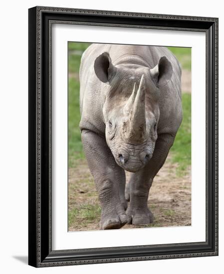 Black Rhino (Diceros Bicornis), Captive, Native to Africa-Ann & Steve Toon-Framed Photographic Print